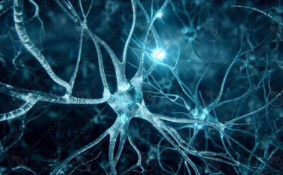 Създадоха изкуствени неврони, които имитират човешки мозъчни клетки (видео)