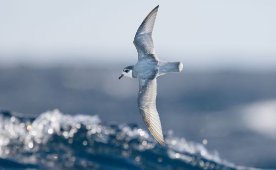 Защо морските птици ядат пластмаса? Защото им мирише вкусно