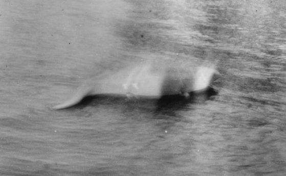 На 12 ноември 1933 се появява първата снимка на чудовището от Лох Нес