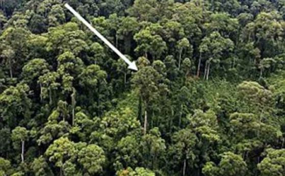 Най-високото тропическо дърво в света е открито в Борнео (видео)