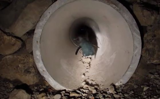 Нова Зеландия откри тунел за пингвини (видео)