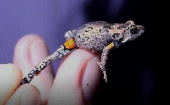 Нов вид жаба с примигващи слабини е открита в Австралия (видео)