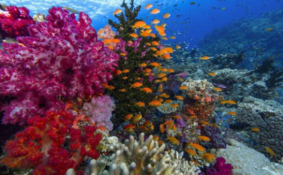Кораловите рифове бавно се връщат към живот (видео)