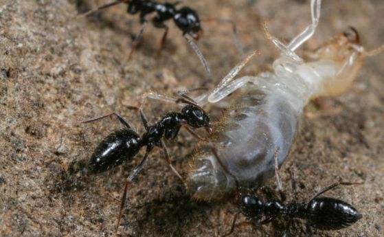 Суперколония етиопски мравки се готви да нападне света (видео)
