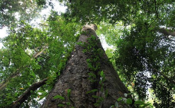 Най-високото африканско дърво расте на Килиманджаро