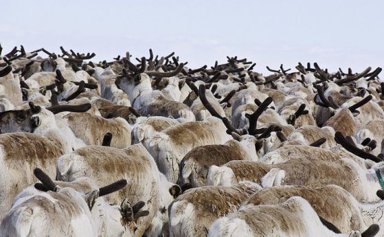 80 хиляди елена умряха от глад в Сибир (видео)
