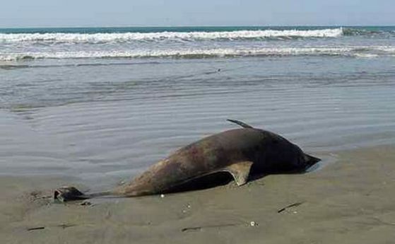 Завършиха аутопсиите на мъртви делфини в търсене на човешка намеса