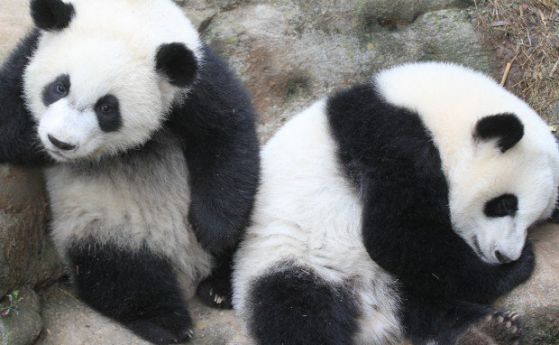 Малките панди си искат крекерите и не разбират китайски (видео)