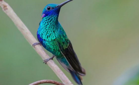 Различни еволюционни пътища водят до една и съща черта при птиците