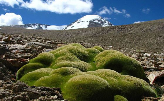 Най-високо виреещото растение е открито на повече от 6 км над морското равнище в Хималаите
