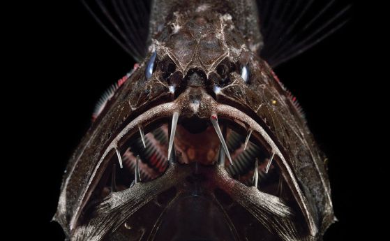 Страшната паст на най-зъбатата риба (снимка)