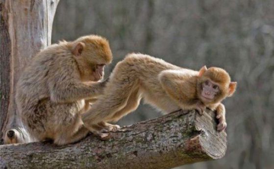 Учените намериха прилика между човешкото лице и маймунския задник