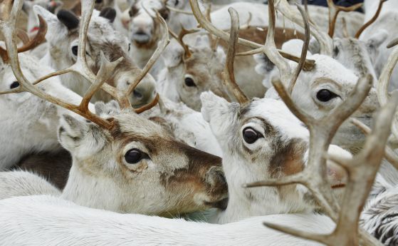 Коледни чудеса или защо елените променят цвета на очите си (видео)