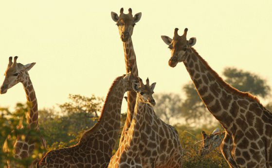 Жирафите влязоха в списъка на застрашените видове (видео)