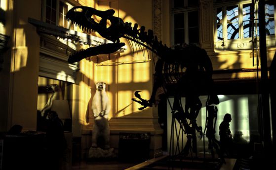 Скелет на динозавър е продаден на аукцион за 1 милион евро (видео)