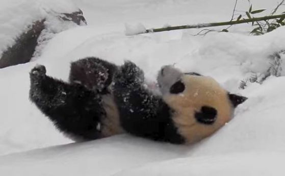 Панди-близначки за първи път се търкалят в снега (видео) 
