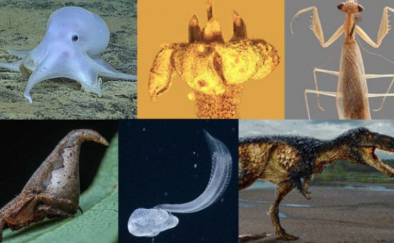 Новите видове, открити през 2016 