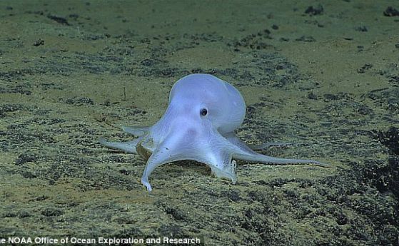 Октоподът Каспър е застрашен от изчезване (видео)