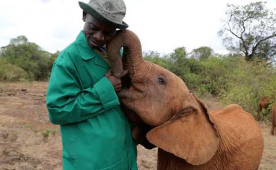 Слоновете се раждат без бивни, за да оцелеят (видео)