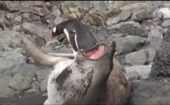 Пингвин обърка тюлен с камък (видео)