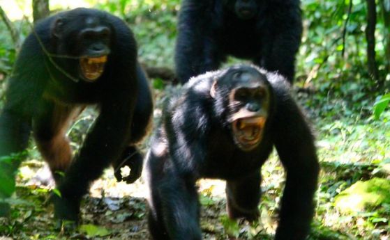 Войната прави шимпанзета щастливи и ги сплотява (видео)