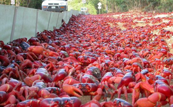 Милиони червени раци прекосяват остров Рождество (видео)
