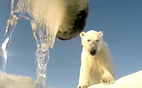 Светът през погледа на една полярна мечка (видео)