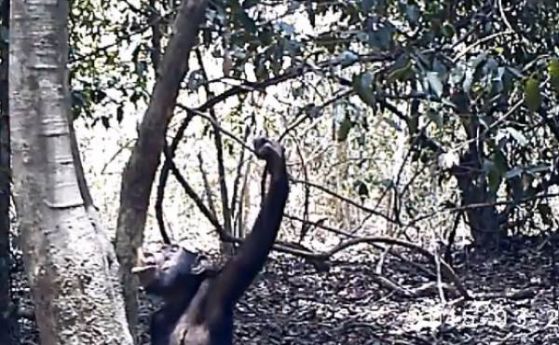 Нова "култура на пиене" се появи при шимпанзетата в Западна Африка (видео)