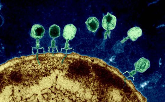 Вирусите могат да се наговарят помежду си да убият бактерия (видео)