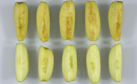 ГМО ябълки, които не покафеняват, излизат на пазарa в САЩ през февруари