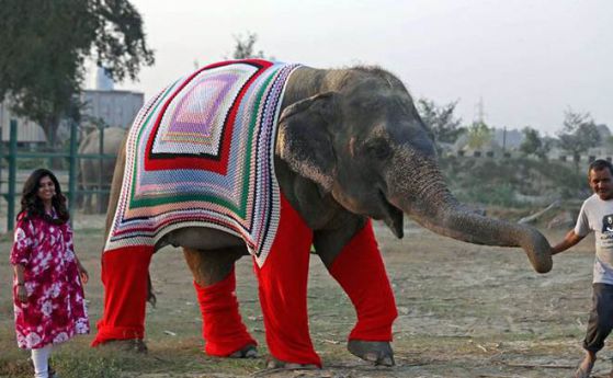 В Индия плетат гигантски пуловери, за да спасят слоновете си от студ (снимки)