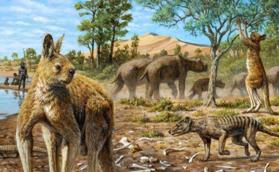 Мегафауната на древна Австралия е унищожена от хората, а не от климата