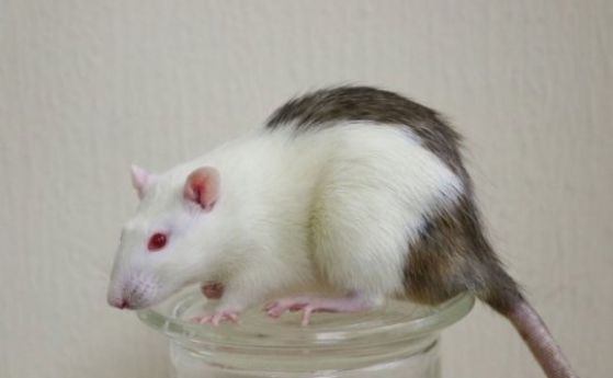Учени отгледаха миши панкреас в тялото на плъх
