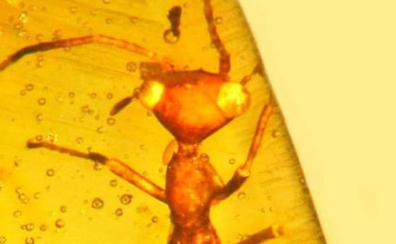 Кехлибар от Мианмар е заключил насекомо, приличащо на извънземно