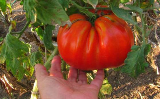 Генетична корекция може да направи доматите отново вкусни (видео)