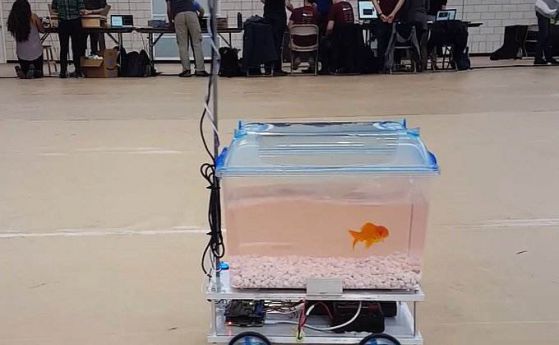 Рибка управлява собствения си аквариум на колела (видео)