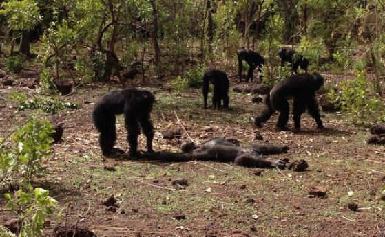 Шимпанзета разкъсват бивш свой лидер, опитал да се върне на власт (видео 16+)