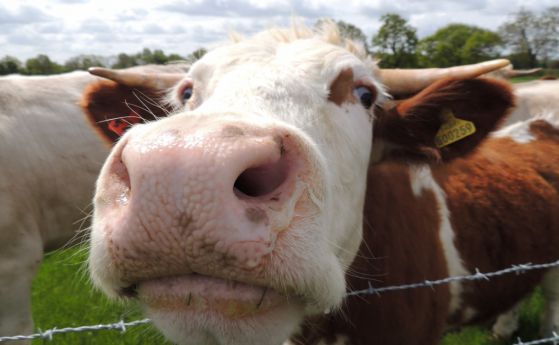 Първите генно модифицирани крави, устойчиви на туберкулоза 