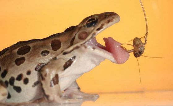Какво прави езика на жабата така удивителен? (видео)