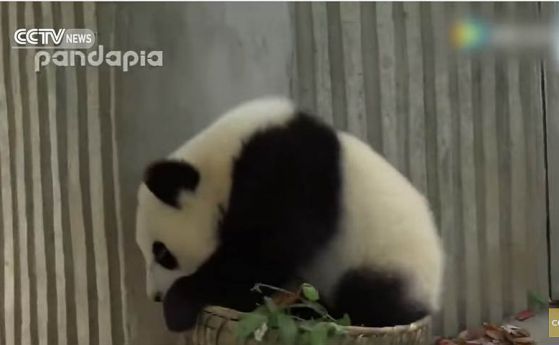 Най-забавните моменти с малките панди (видео)