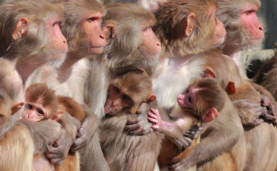 Успешен тест на мъжкия контрацептив с хидрогел върху маймуни резус