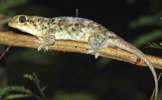 Нов вид гекон излиза от люспестата си обвивка, за да избяга от хищниците (видео)