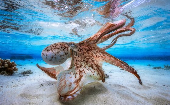 Танцуващ октопод - най-добрата подводна фотография за 2017 г.(снимки)