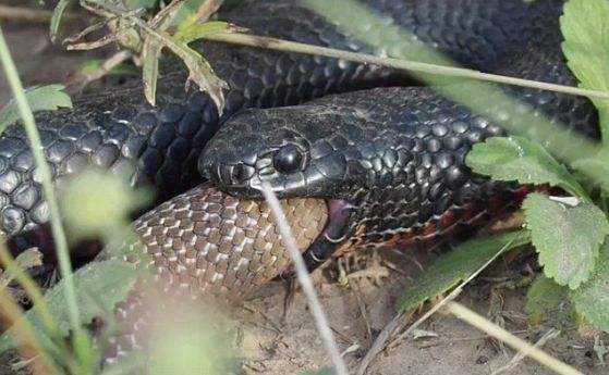 Битка на живот и смърт между две от най-отровните змии на Австралия и в света (видео)