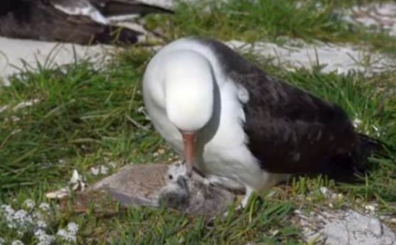 66-годишният, най-стар албатрос на земята, се сдоби с рожба (видео)