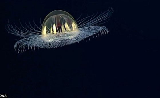 Зашеметяваща колекция от странни морски създания, наблюдавани край Самоа (видео)