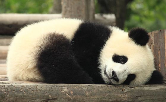 Защо пандите са черно-бели? (видео)