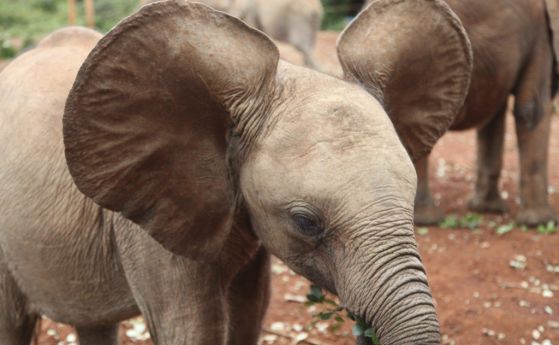 Защо слоновете имат толкова големи уши (видео)