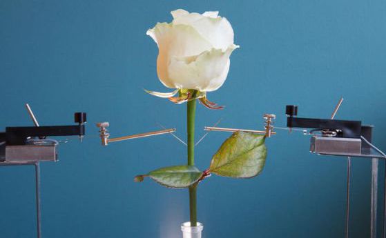 Розата-киборг се превърна в истински електронен чип 