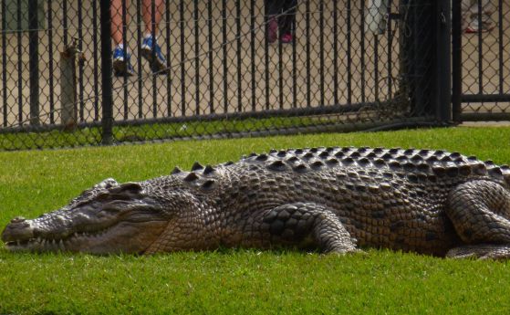 Пребиха с камъни до смърт крокодил в зоопарк в Тунис